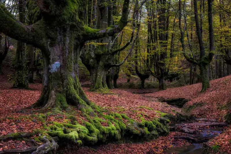 Forest Management