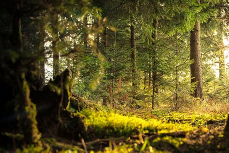 Forest Management
